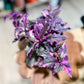 Gynura VARIEGATA