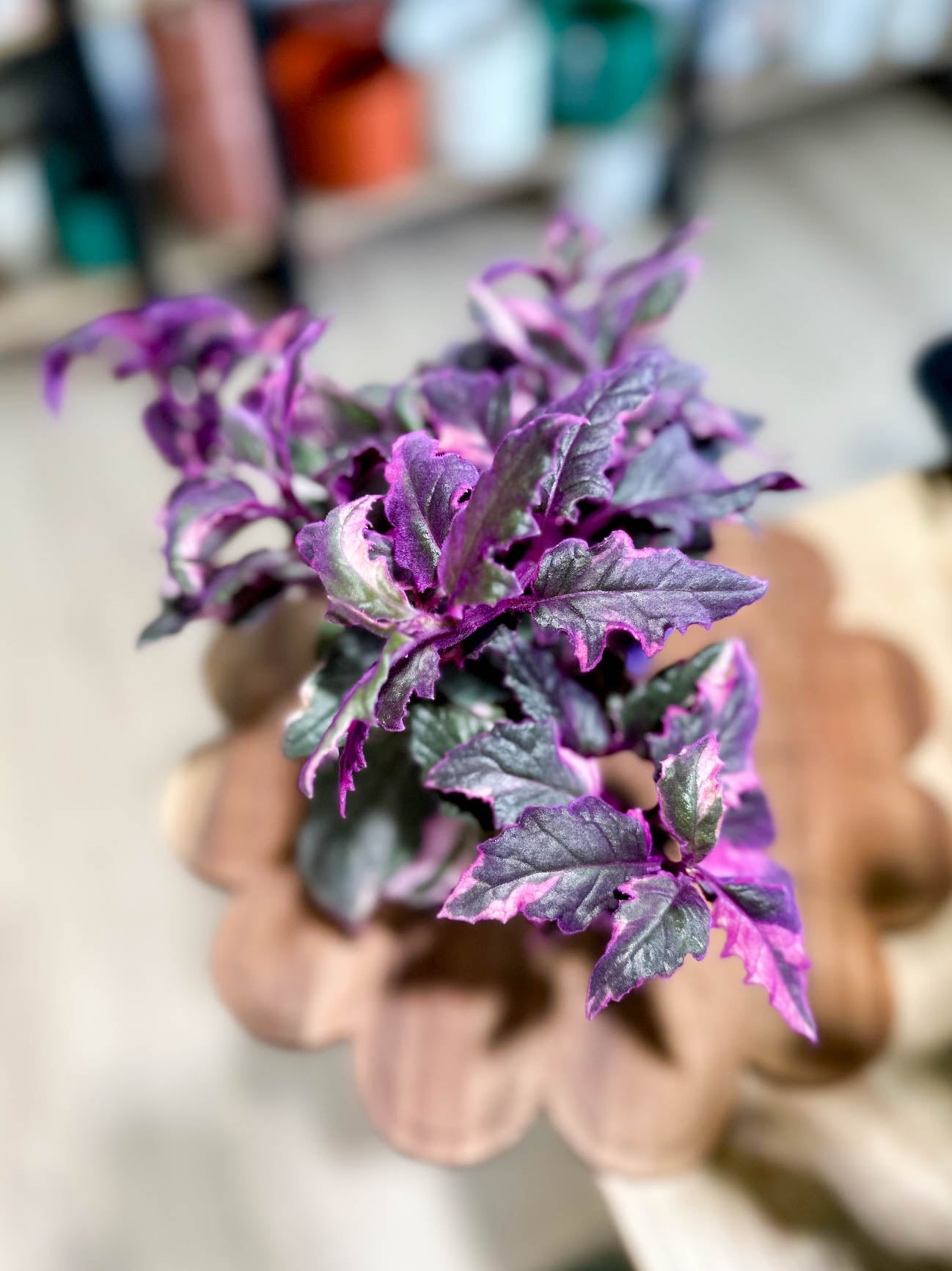 Gynura VARIEGATA