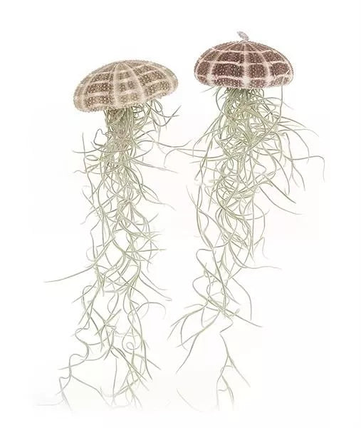 TILLANDSIA usneoides grande méduse