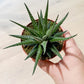 Haworthia BIG BAND
