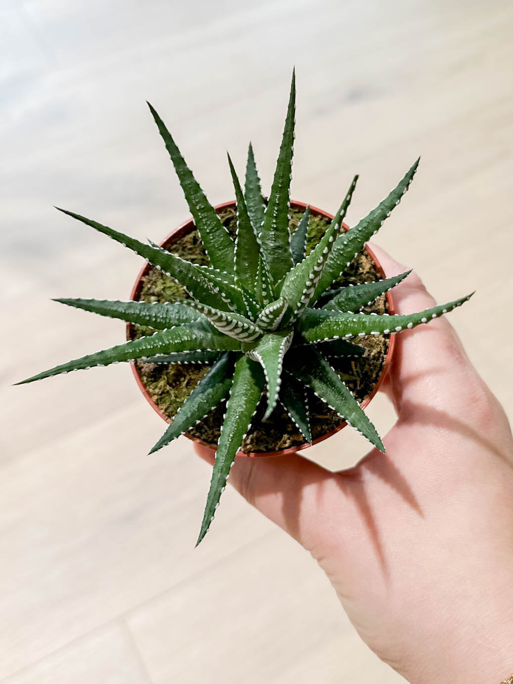 Haworthia BIG BAND
