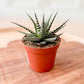 Haworthia BIG BAND