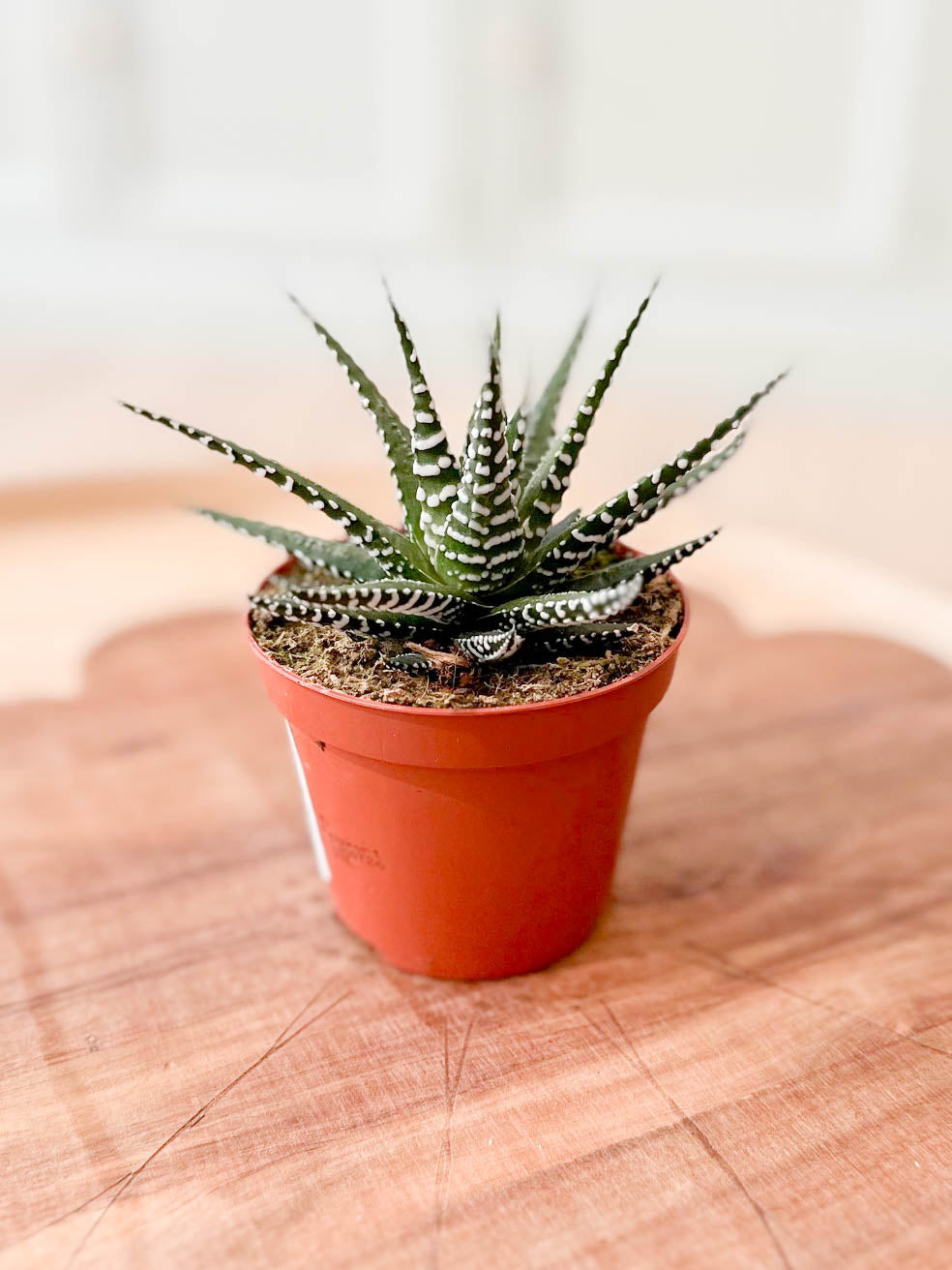 Haworthia BIG BAND