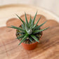 Haworthia BIG BAND