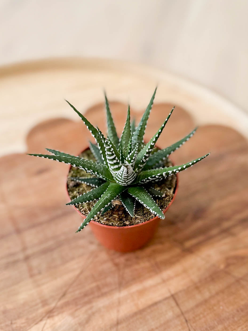 Haworthia BIG BAND