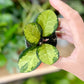 Hoya australis LISA