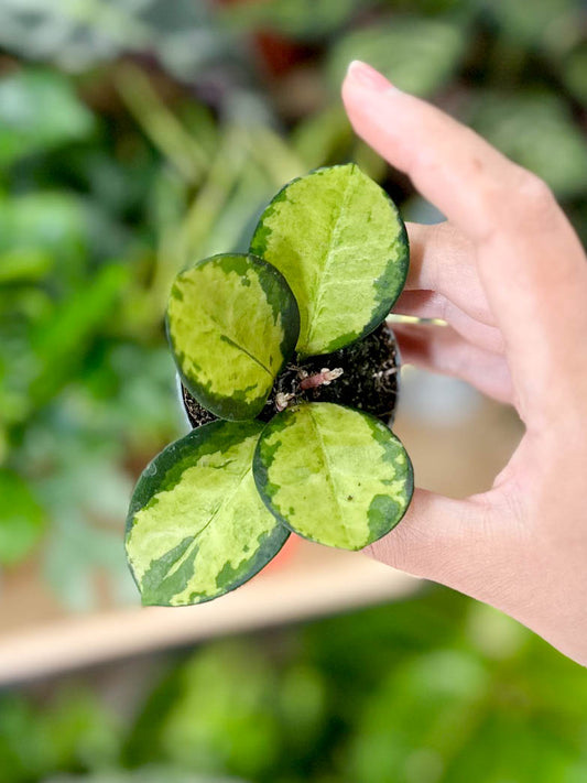 Hoya australis LISA