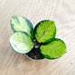 Hoya australis LISA