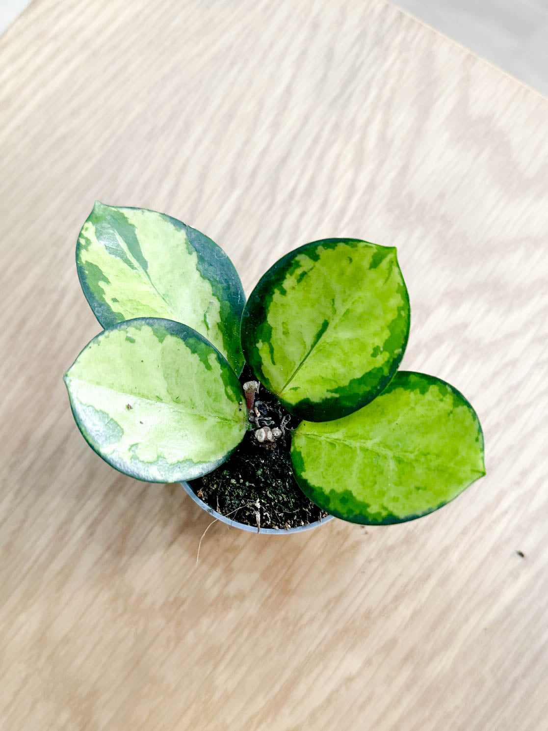 Hoya australis LISA