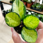 Hoya australis LISA