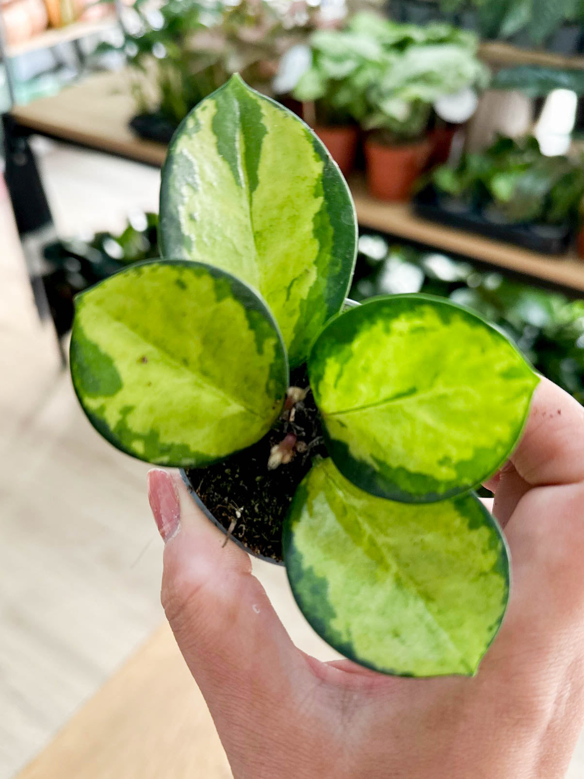 Hoya australis LISA