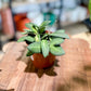 Hoya BURTONIAE VARIEGATA