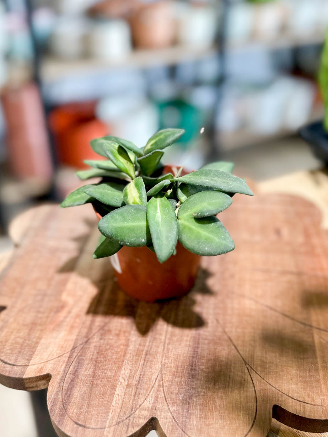 Hoya BURTONIAE VARIEGATA