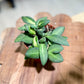Hoya BURTONIAE VARIEGATA