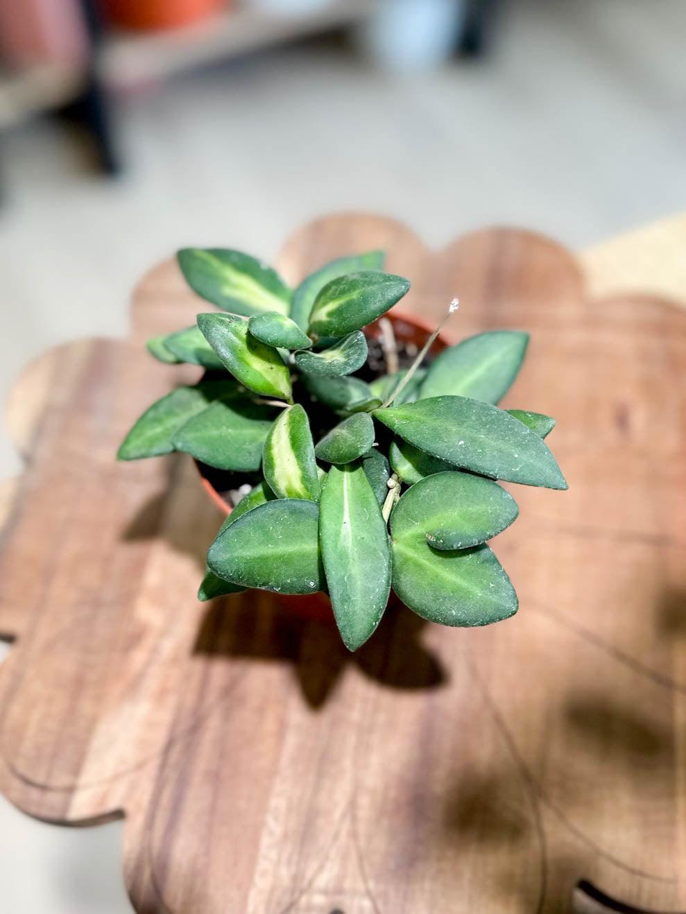 Hoya BURTONIAE VARIEGATA