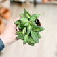 Hoya BURTONIAE VARIEGATA