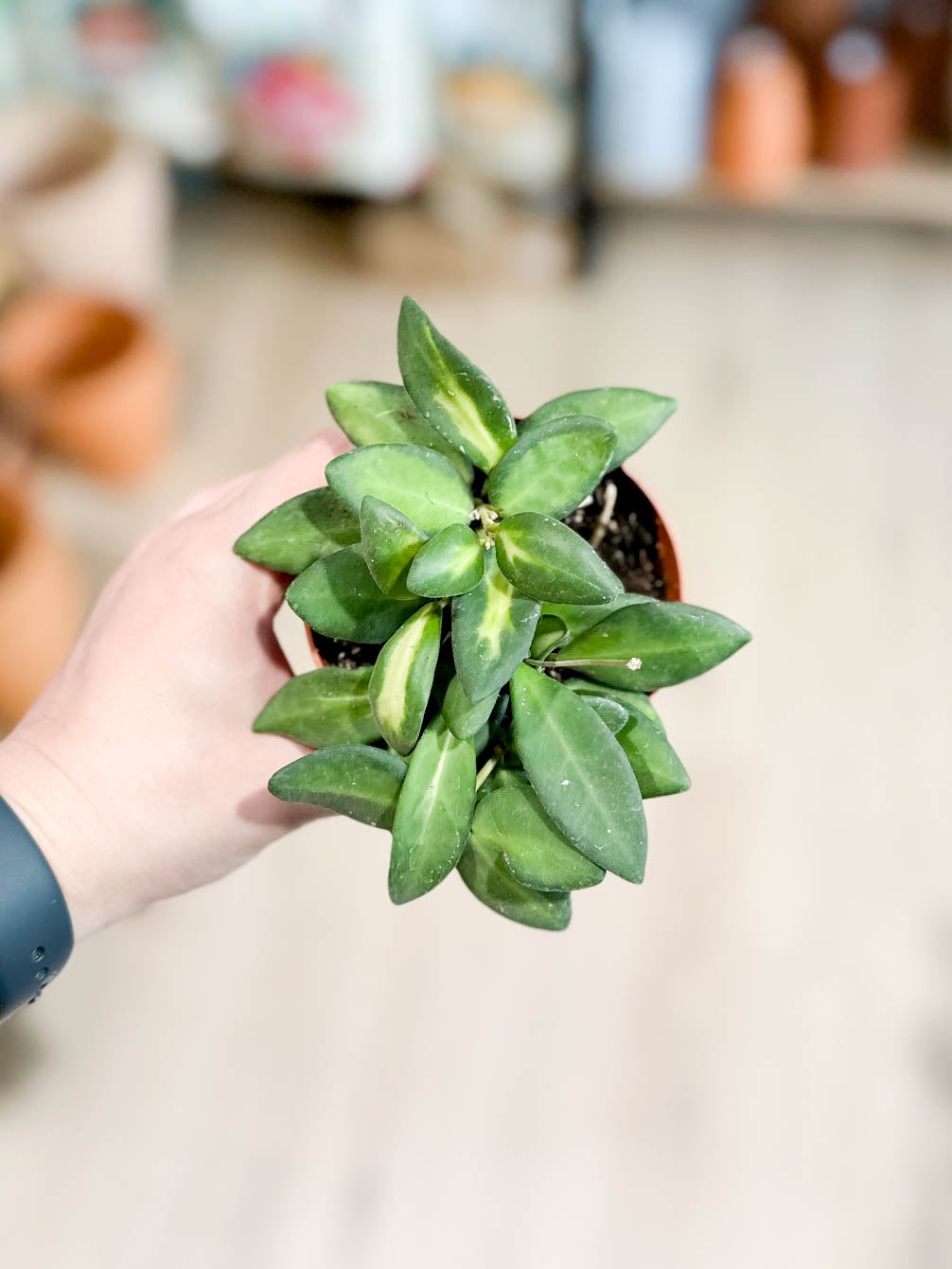 Hoya BURTONIAE VARIEGATA