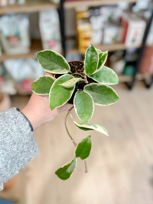 Hoya KRIMSON QUEEN