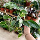 Hoya MACROPHYLLA