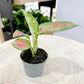 Aglaonema RED ZIRCON D6