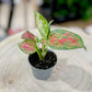 Aglaonema RED ZIRCON D6