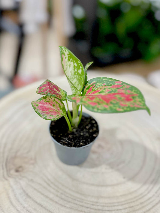 Aglaonema RED ZIRCON D6