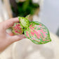 Aglaonema RED ZIRCON D6