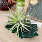 Tillandsia IONANTHA vert