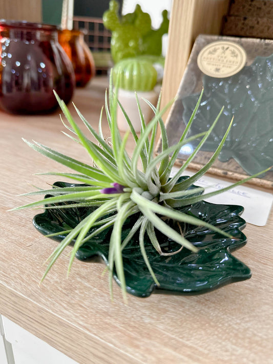 Tillandsia IONANTHA vert