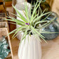 Tillandsia IONANTHA vert