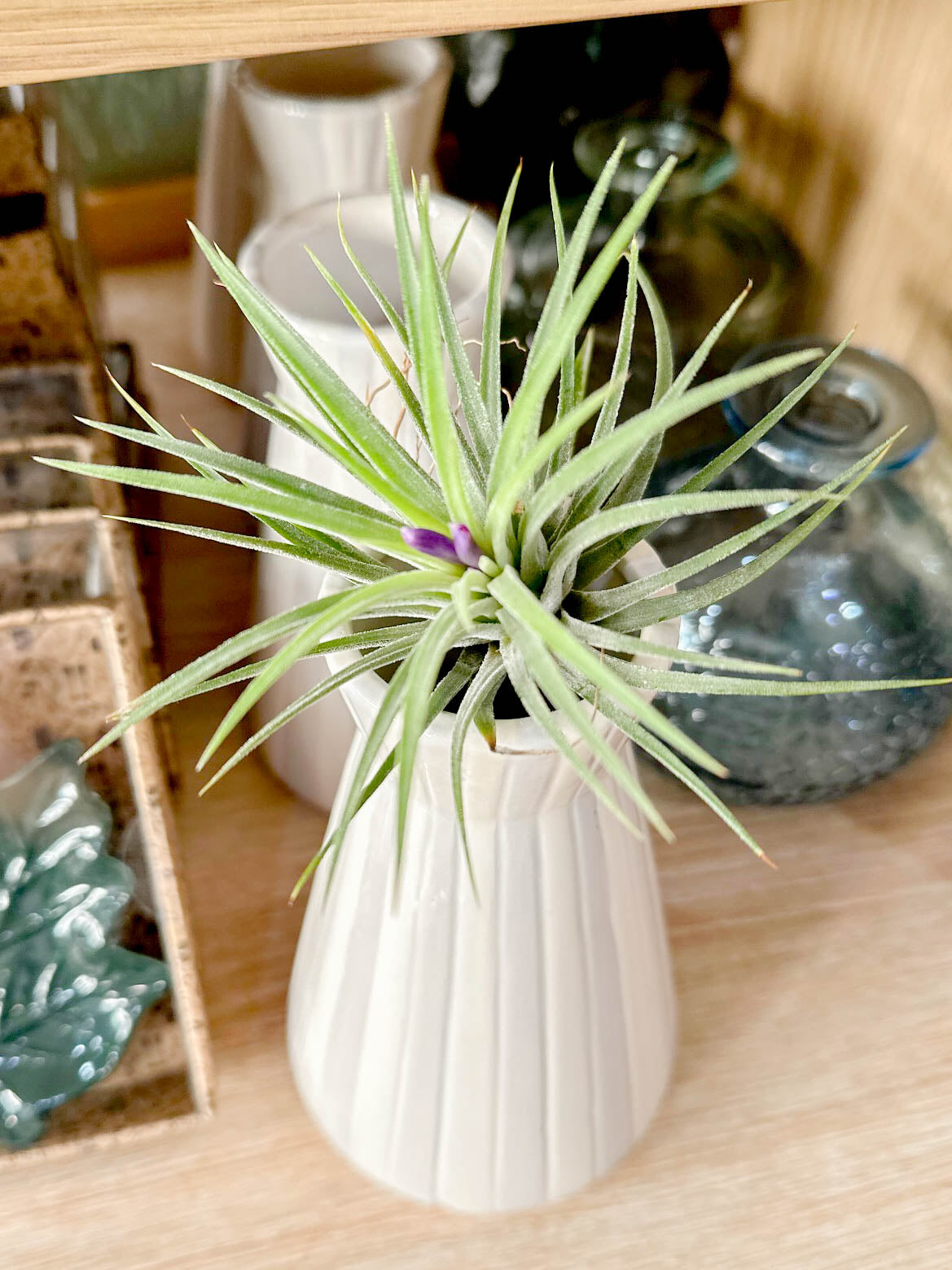 Tillandsia IONANTHA vert