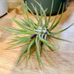 Tillandsia IONANTHA vert