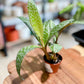 Ledebouria SOCIALIS