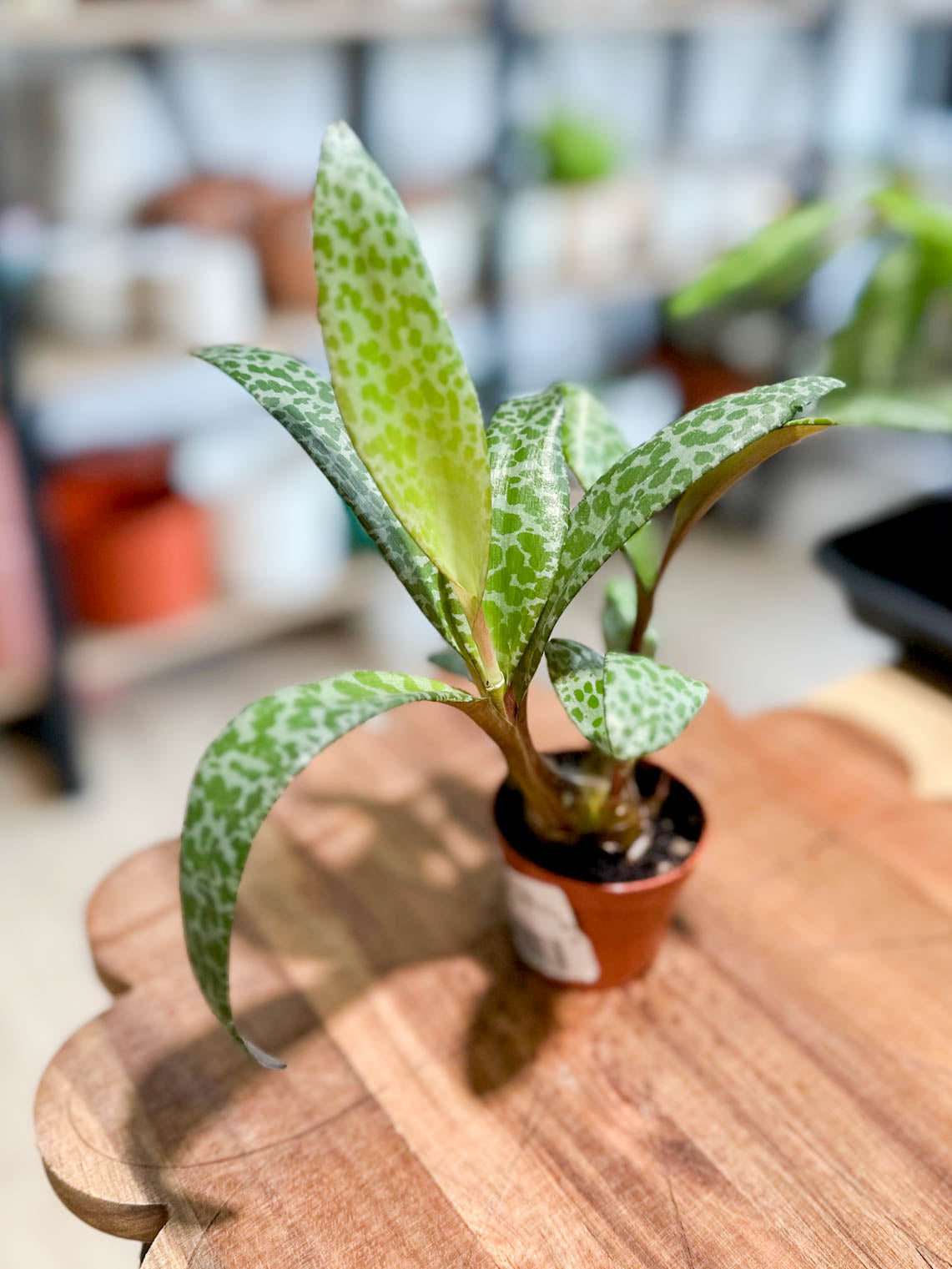 Ledebouria SOCIALIS