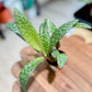 Ledebouria SOCIALIS