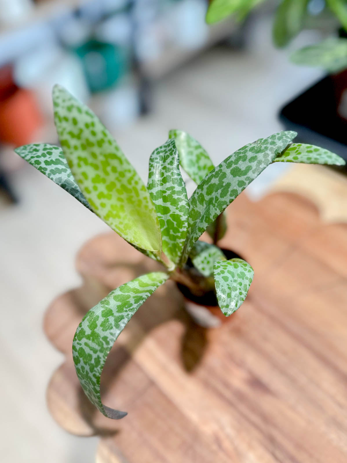 Ledebouria SOCIALIS