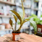 Ledebouria SOCIALIS