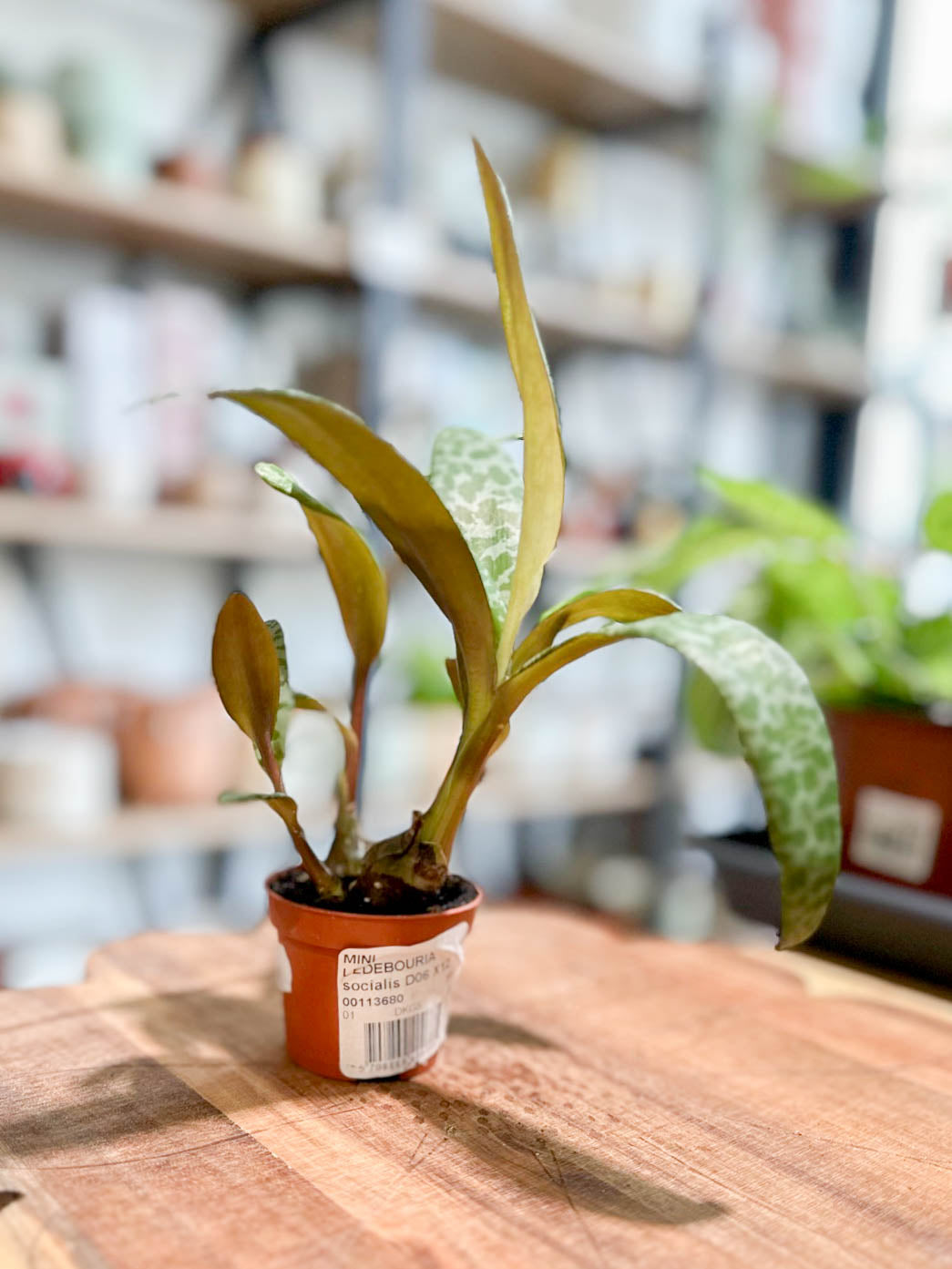 Ledebouria SOCIALIS