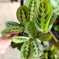 Maranta FASCINATOR