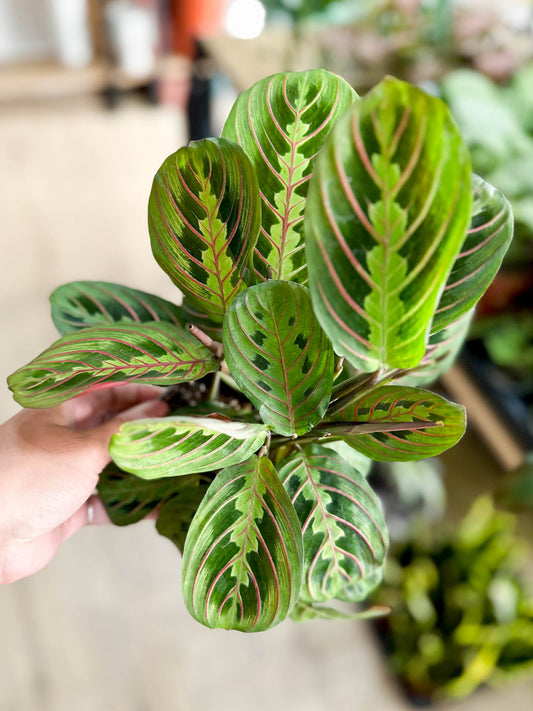 Maranta FASCINATOR