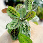 Maranta FASCINATOR