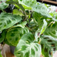 Maranta KERCHOVEANA VARIEGATA