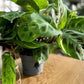 Maranta KERCHOVEANA VARIEGATA