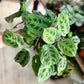 Maranta KERCHOVEANA VARIEGATA