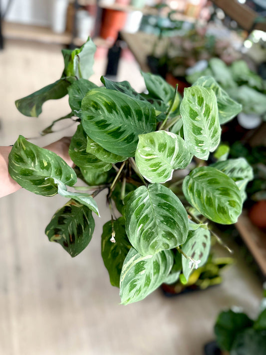 Maranta KERCHOVEANA VARIEGATA
