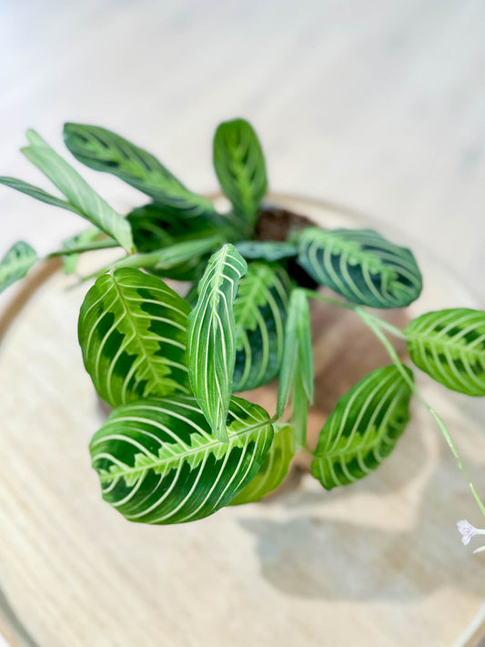 Maranta LEMON LIME
