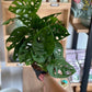 Monstera ADANSONII