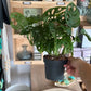 Monstera ADANSONII