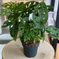 Monstera ADANSONII