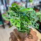 Monstera ADANSONII